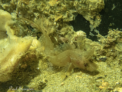 Cristiceps australis