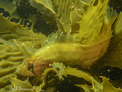 Cristiceps australis