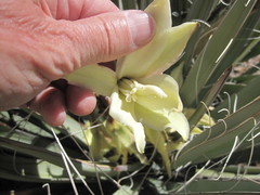 Yucca baccata baccata