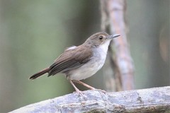 Pellorneum rostratum