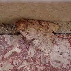 Amphipyra effusa