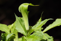Arisaema serratum