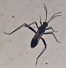 Euthetus leucostictus