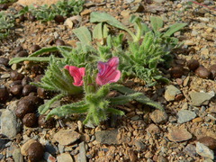 Echium humile