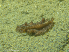 Phrikoceros