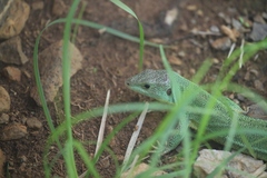 Lacerta trilineata major