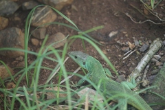 Lacerta trilineata major