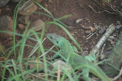 Lacerta trilineata major