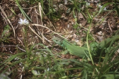 Lacerta trilineata major