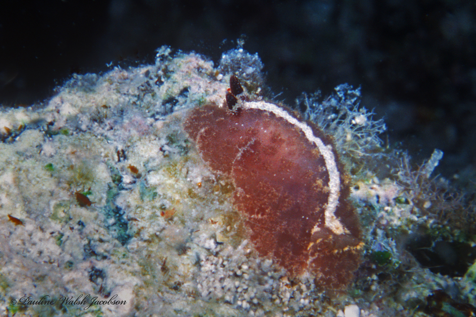 Ridged Granulated Dorid
