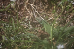 Lacerta trilineata major