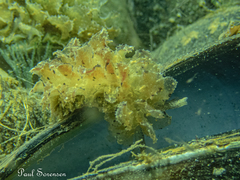 Polybranchia pallens