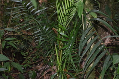 Chamaedorea tepejilote