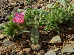 Echium humile