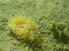 Polybranchia pallens