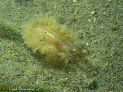 Polybranchia pallens