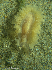 Polybranchia pallens