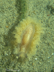 Polybranchia pallens