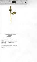 Botrychium ascendens