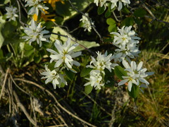Amelanchier alnifolia