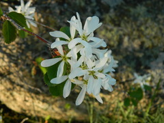 Amelanchier alnifolia