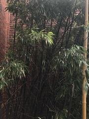 Phyllostachys nigra
