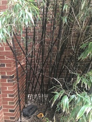 Phyllostachys nigra