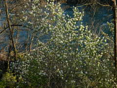 Amelanchier alnifolia