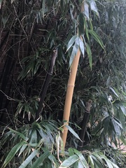 Phyllostachys nigra