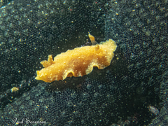Sclerodoris tarka