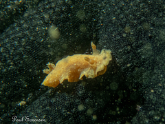 Sclerodoris tarka