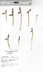 Botrychium campestre