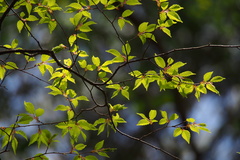 Carpinus laxiflora