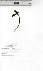 Botrychium pseudopinnatum