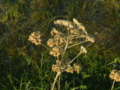 Achillea millefolium