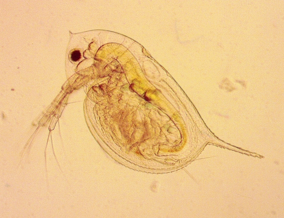 water flea