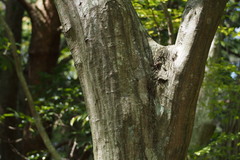 Carpinus laxiflora