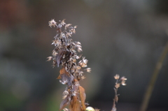 Solidago virgaurea virgaurea