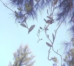 Struthanthus interruptus