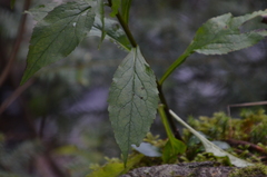 Solidago virgaurea virgaurea