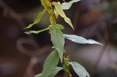 Solidago virgaurea virgaurea