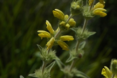 Phlomis lychnitis
