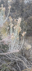Senecio patagonicus