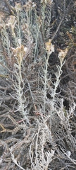 Senecio patagonicus