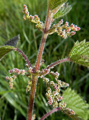 Urtica dioica
