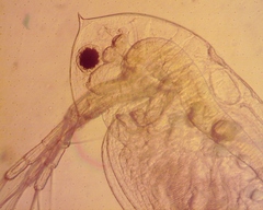 Daphnia ambigua