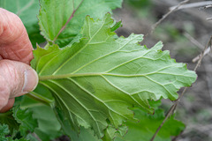 Phacelia viscida albiflora