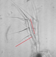 Daphnia ambigua