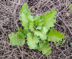 Phacelia viscida albiflora