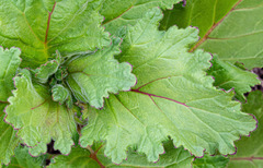 Phacelia viscida albiflora